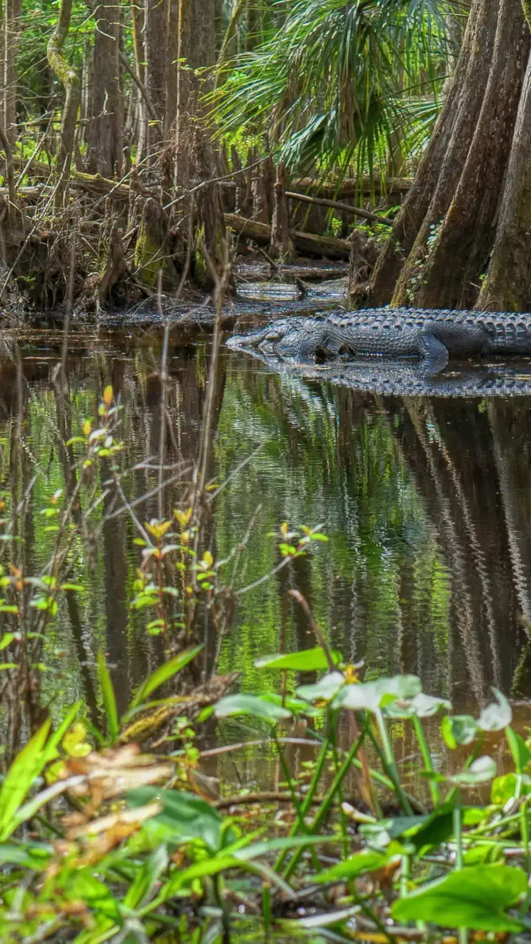 Everglades