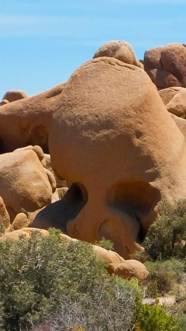 Joshua Tree