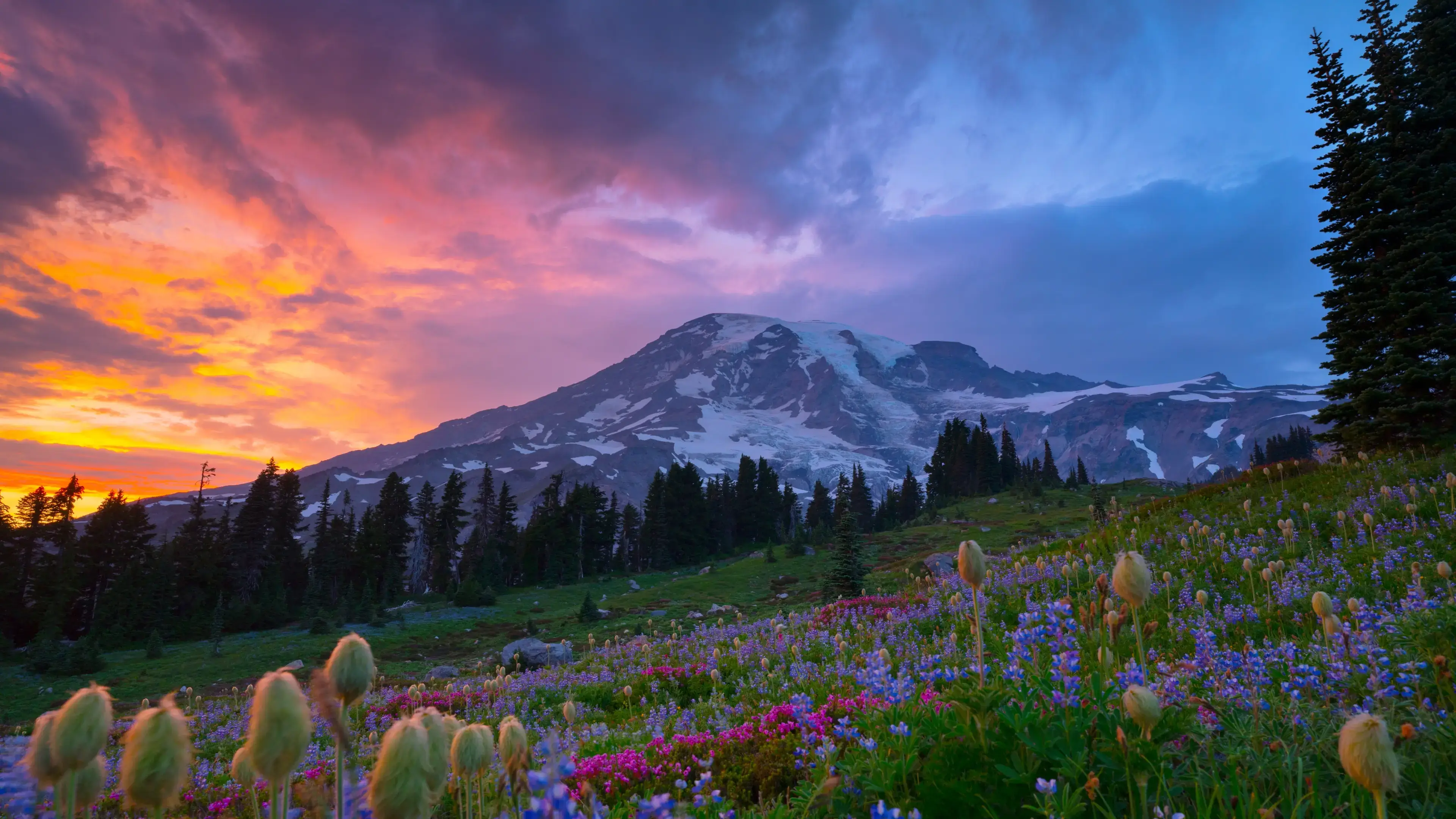 Mt. Rainier