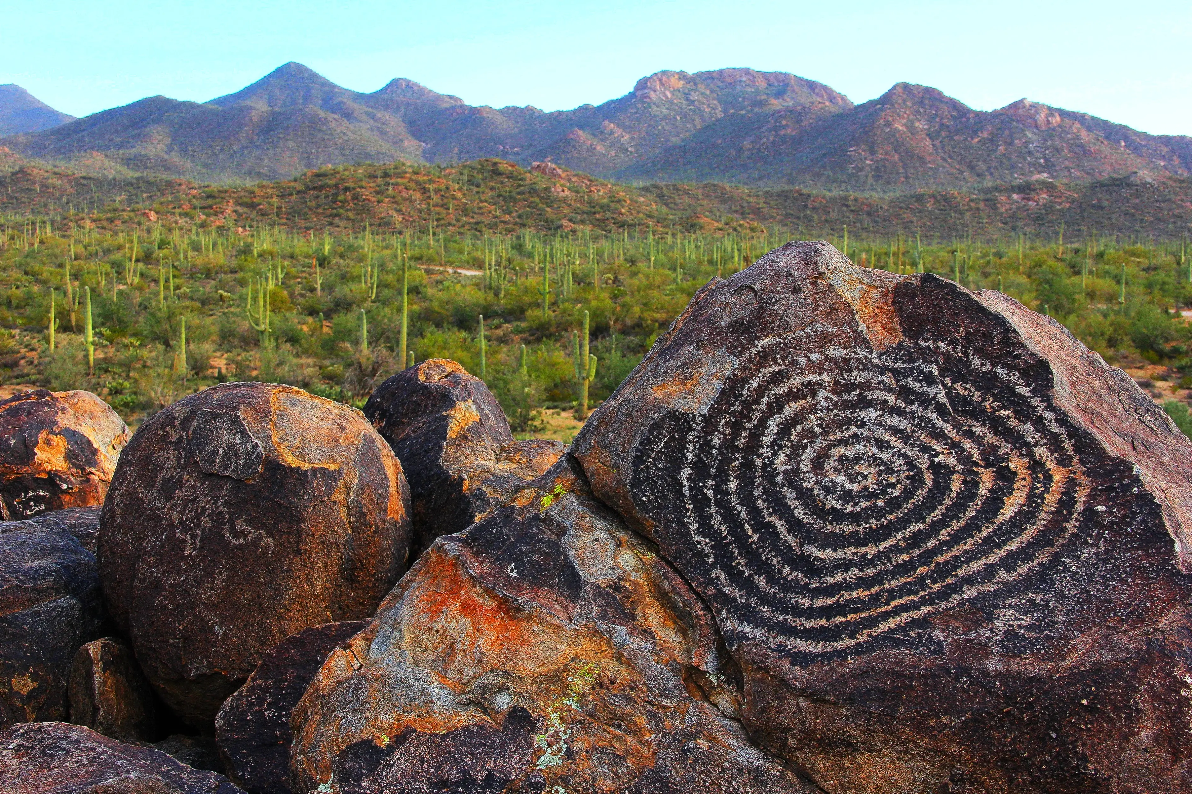 Saguaro National Park background video