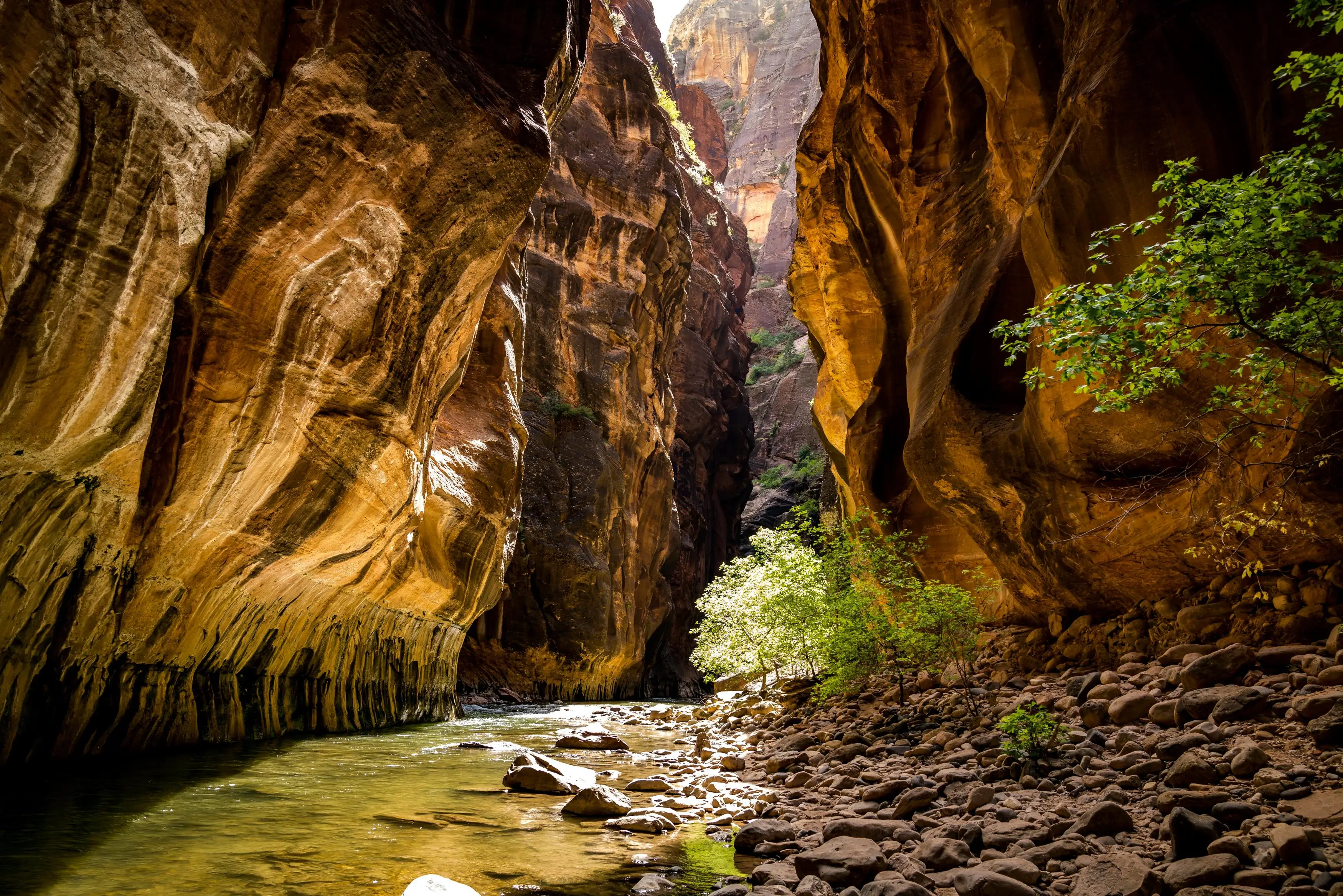 Zion National Park - The Narrows background video